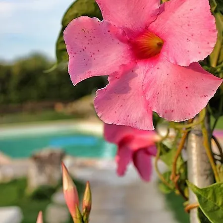 Bed & Breakfast La Zampa *